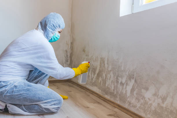 Licensed Attic Mold Remediation service in Pennsauken, NJ - Car Mold Remediation