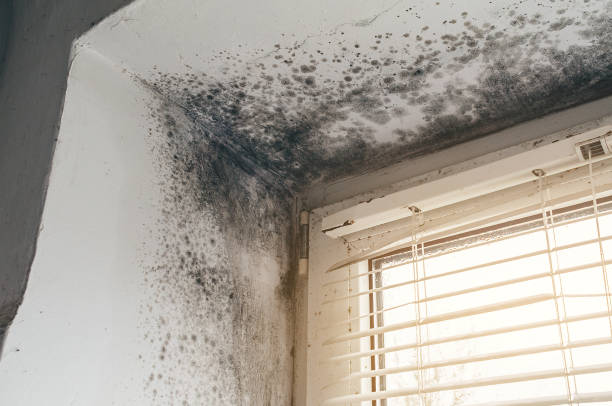 Affordable Attic Mold Remediation solutions in Pennsauken, NJ